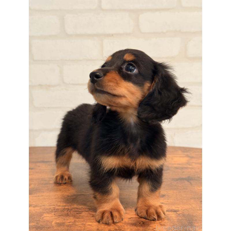 販売中の大阪府のミニチュアダックスフンド(ロングヘアード)-432564の5枚目