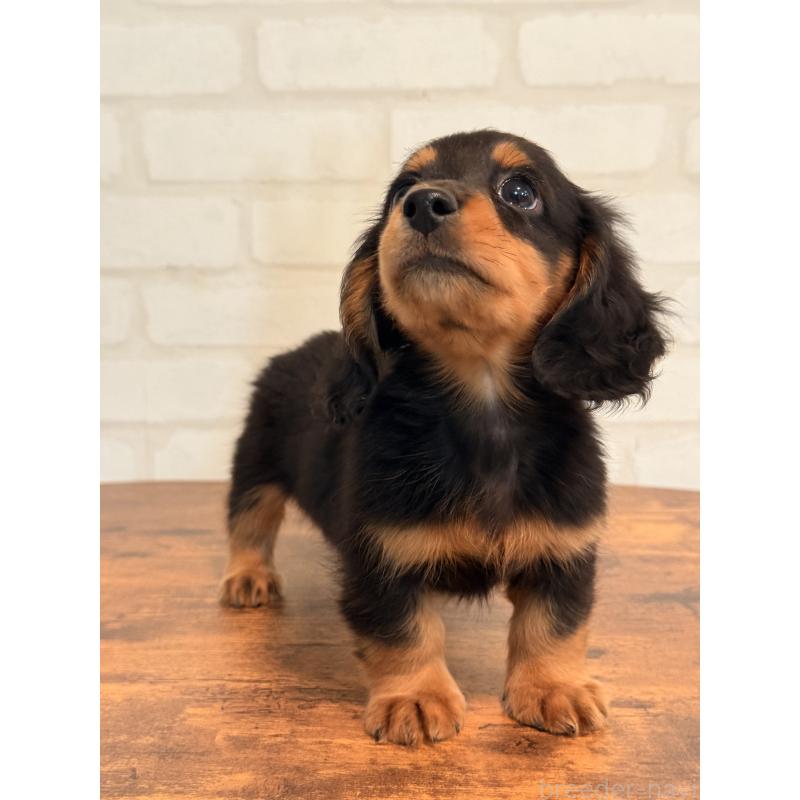 販売中の大阪府のミニチュアダックスフンド(ロングヘアード)-432564の4枚目