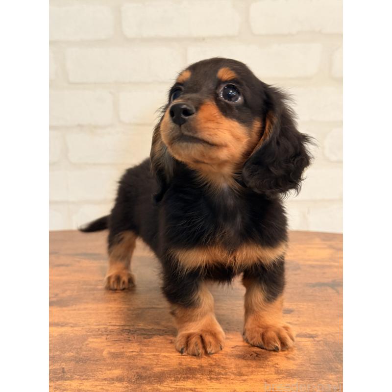 販売中の大阪府のミニチュアダックスフンド(ロングヘアード)-432564の3枚目