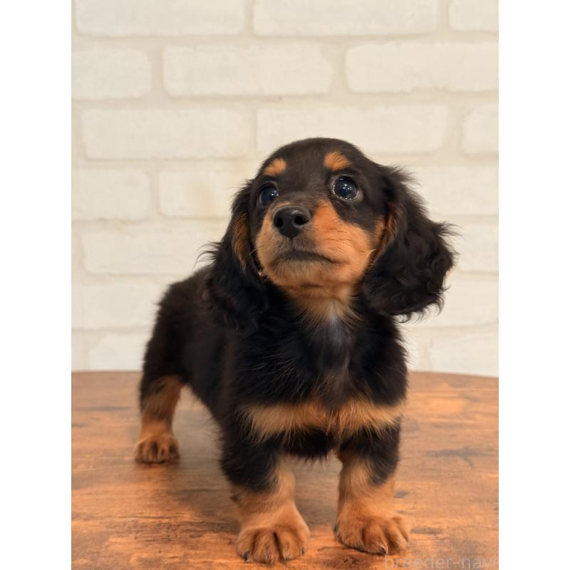 販売中の大阪府のミニチュアダックスフンド(ロングヘアード)-432564の2枚目