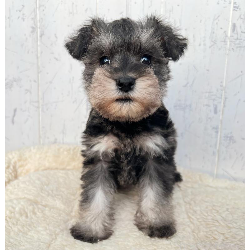 販売中の千葉県のミニチュアシュナウザー-432565の1枚目