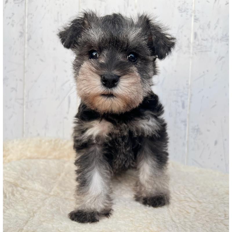 販売中の千葉県のミニチュアシュナウザー-432565の6枚目