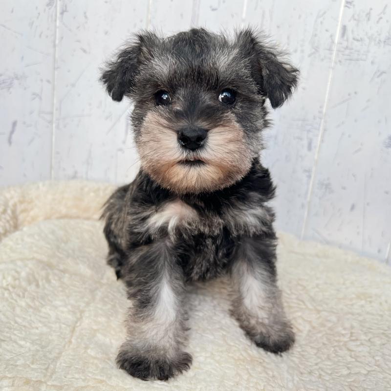 販売中の千葉県のミニチュアシュナウザー-432565の5枚目