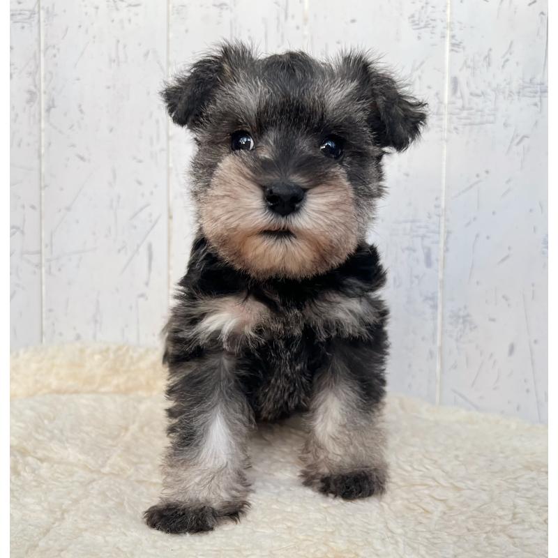 販売中の千葉県のミニチュアシュナウザー-432565の4枚目