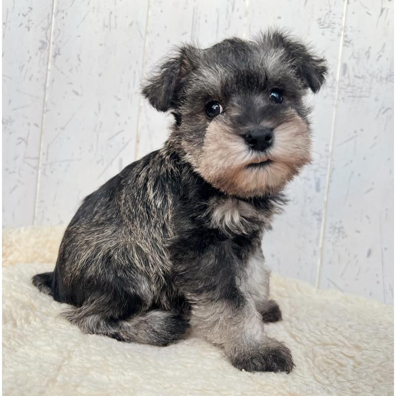 販売中の千葉県のミニチュアシュナウザー-432565の3枚目