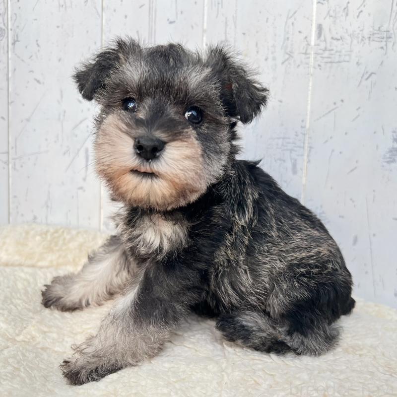 販売中の千葉県のミニチュアシュナウザー-432565の2枚目