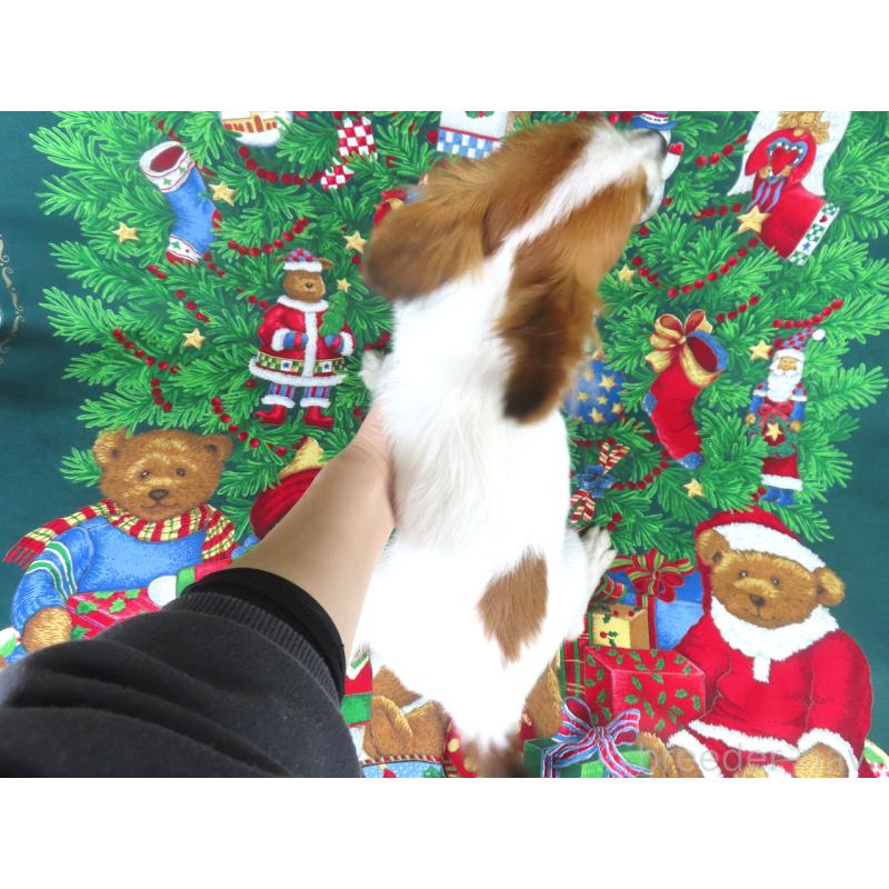 販売中の千葉県のパピヨン-394125の5枚目