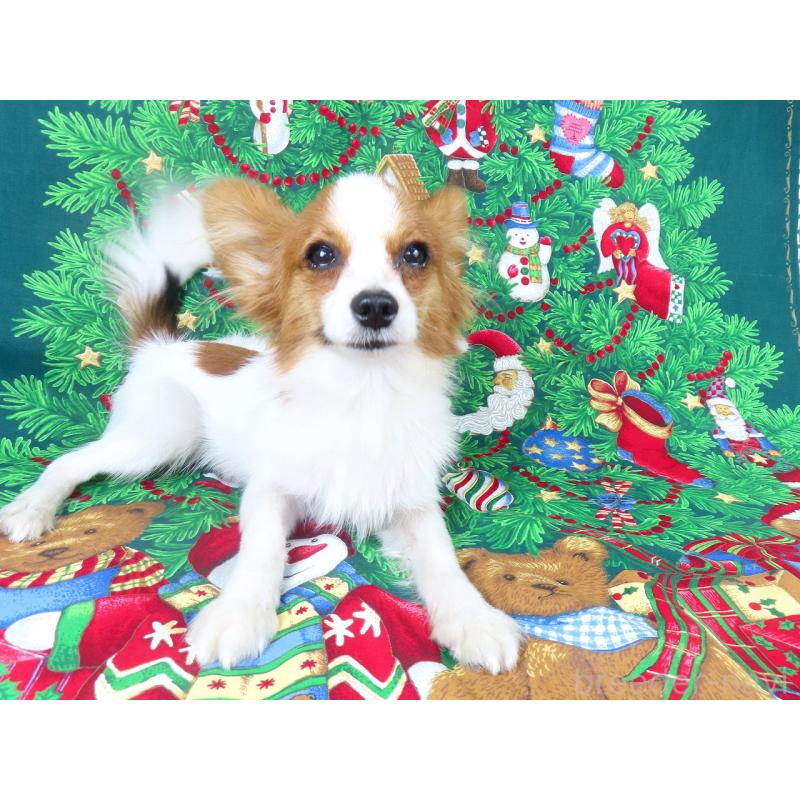 販売中の千葉県のパピヨン-394125の4枚目