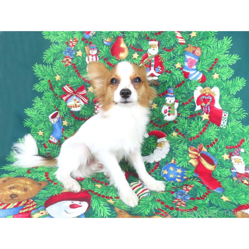 販売中の千葉県のパピヨン-394125の3枚目