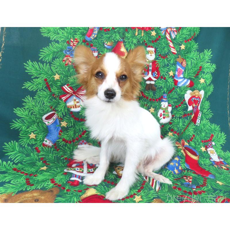 販売中の千葉県のパピヨン-394125の2枚目