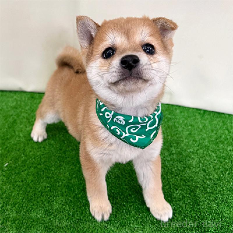 販売中の神奈川県の豆柴-432466の4枚目