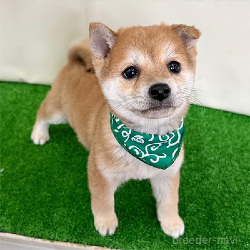 販売中の神奈川県の豆柴-432466の3枚目