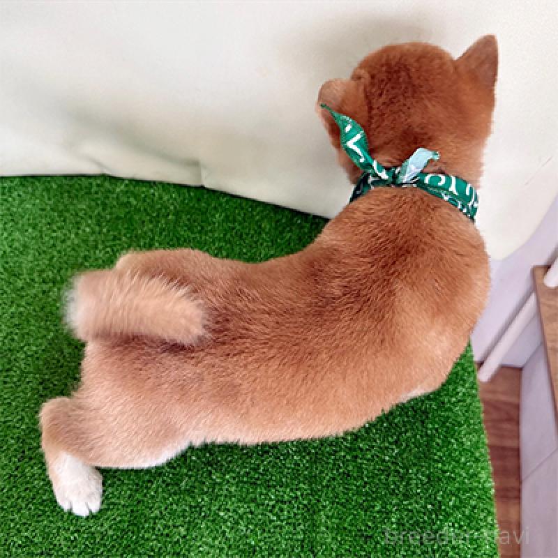 販売中の神奈川県の豆柴-432466の2枚目