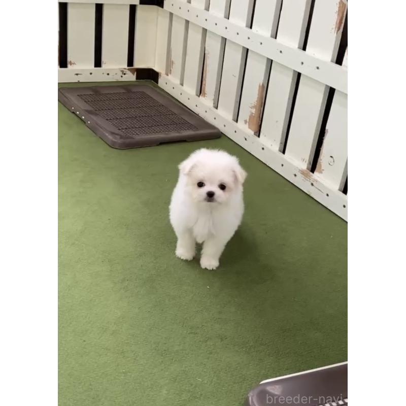 販売中の福岡県のポメマル:ポメラニアン×マルチーズ-432566の3枚目