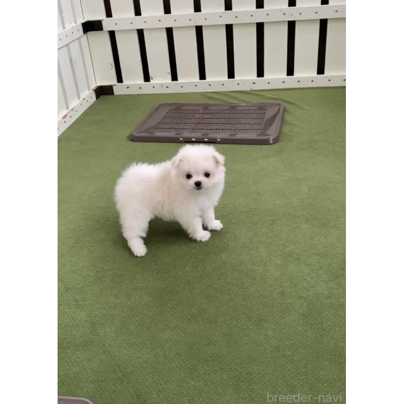 販売中の福岡県のポメマル:ポメラニアン×マルチーズ-432566の2枚目