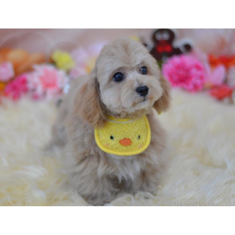 販売中の埼玉県のミックス犬-413224の17枚目