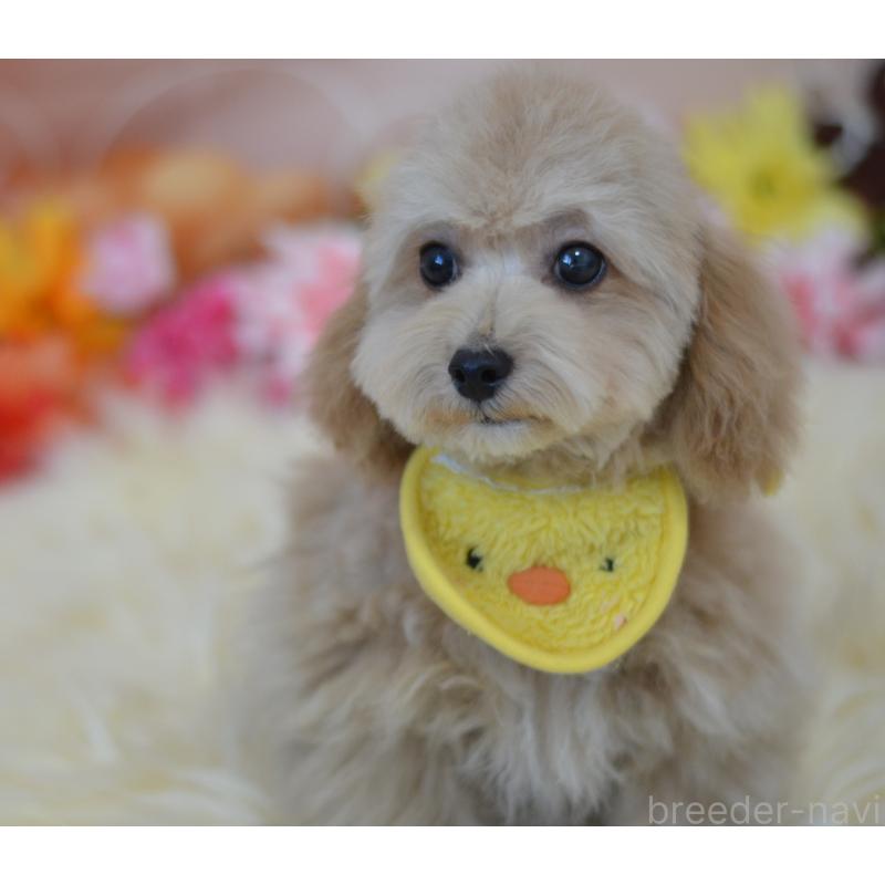 販売中の埼玉県のミックス犬-413224の16枚目