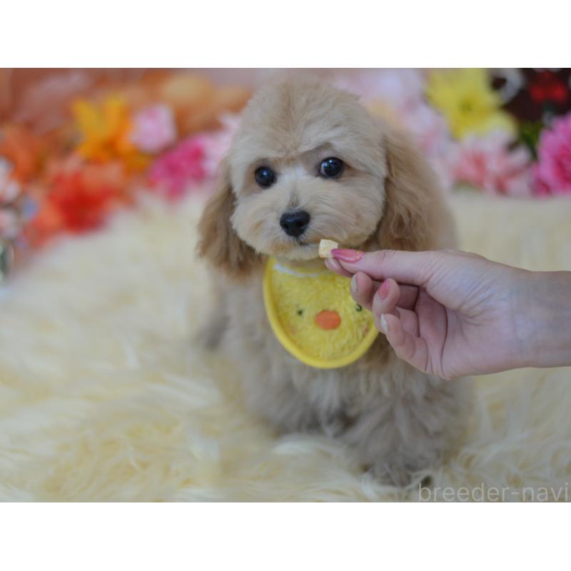 販売中の埼玉県のミックス犬-413224の15枚目