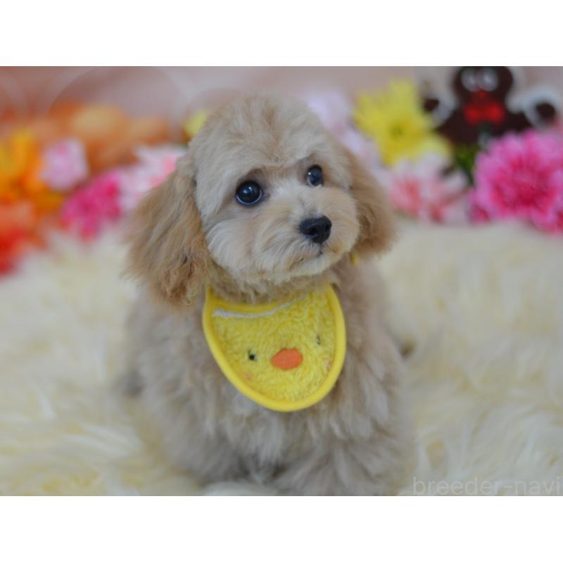 販売中の埼玉県のミックス犬-413224の14枚目