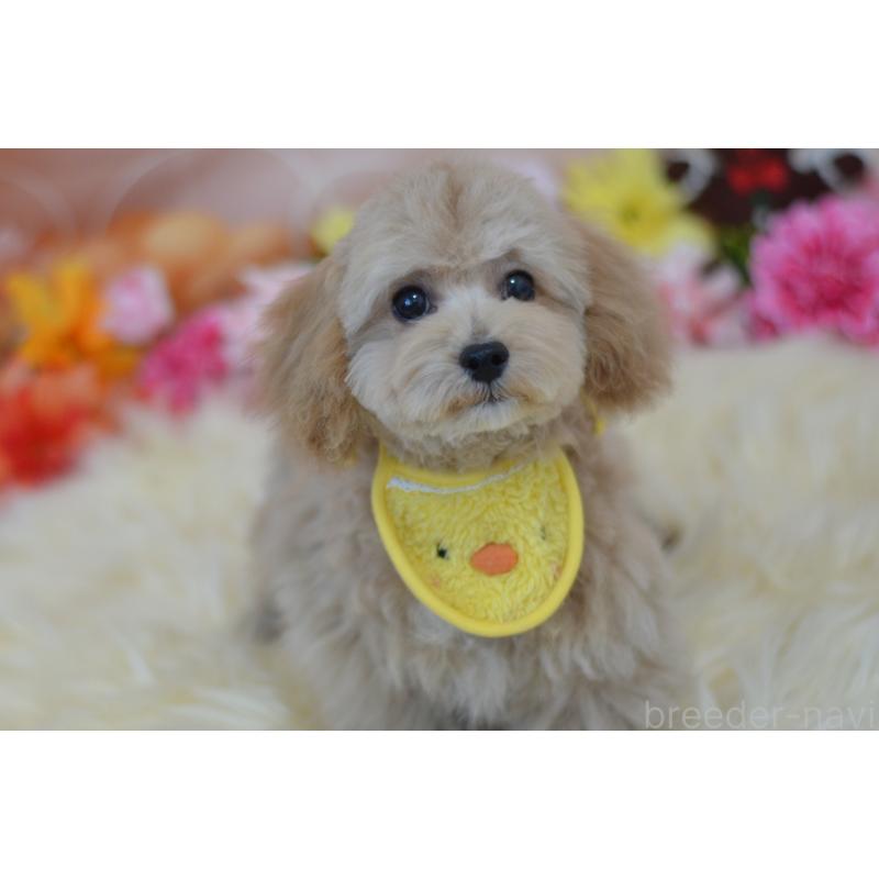 販売中の埼玉県のミックス犬-413224の13枚目