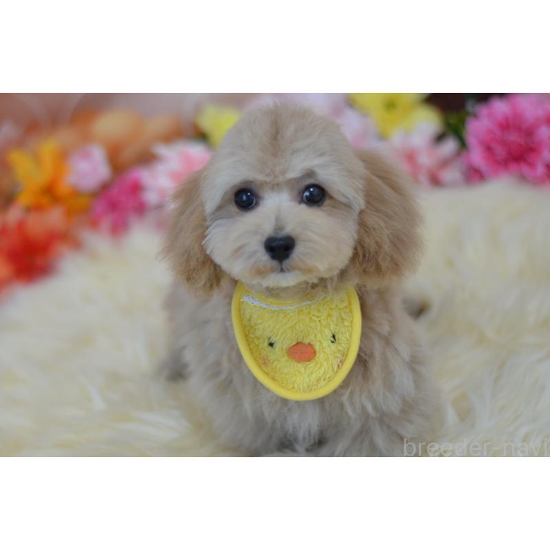 販売中の埼玉県のミックス犬-413224の12枚目