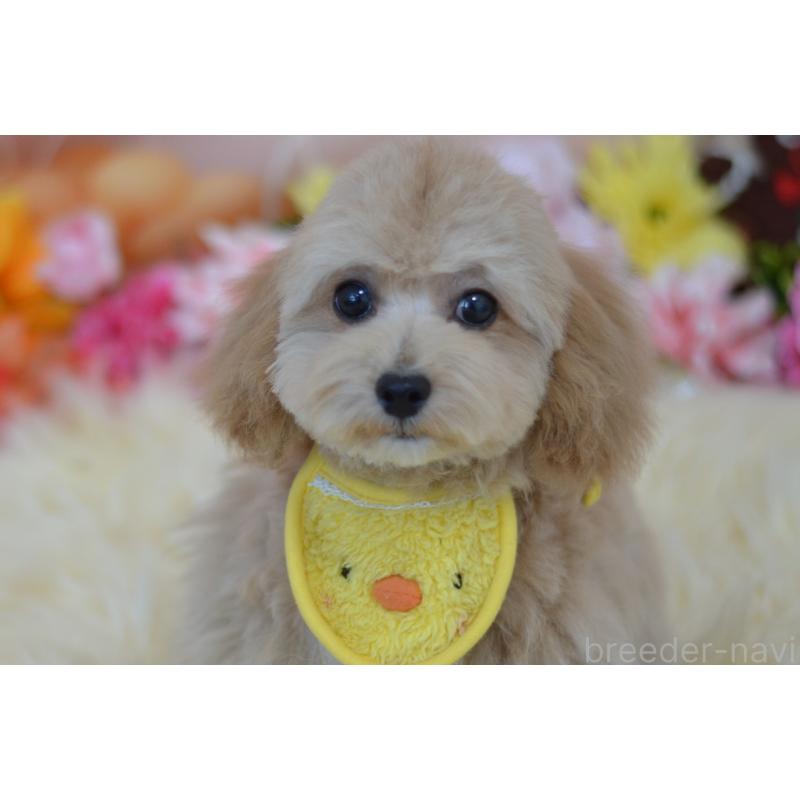 販売中の埼玉県のミックス犬-413224の11枚目