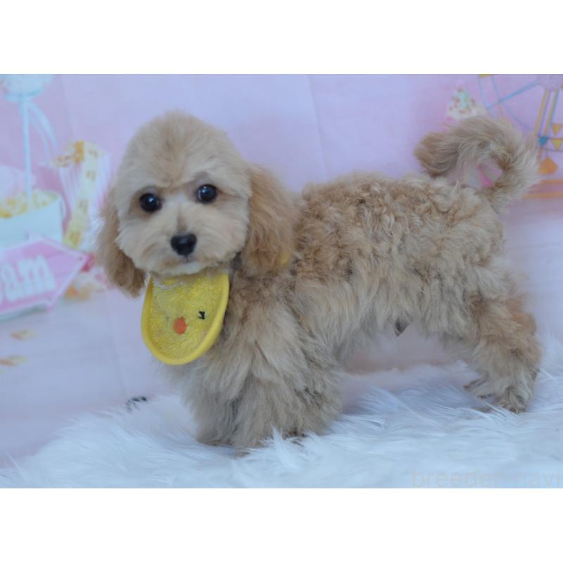 販売中の埼玉県のミックス犬-413224の10枚目