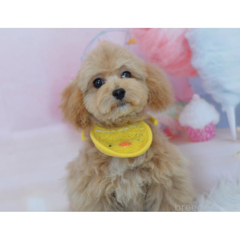 販売中の埼玉県のミックス犬-413224の9枚目