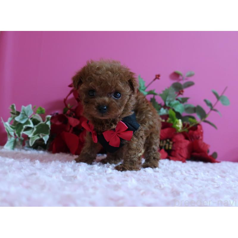 成約済の鹿児島県のティーカッププードル-429457の10枚目