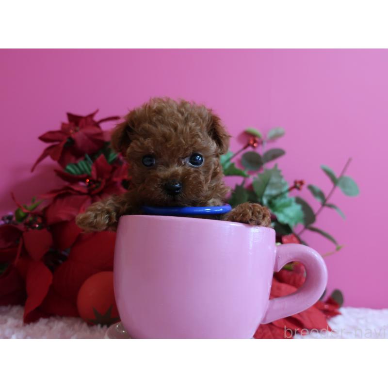 成約済の鹿児島県のティーカッププードル-429457の8枚目