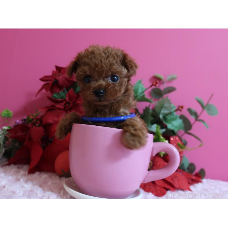 販売中の鹿児島県のティーカッププードル-429457