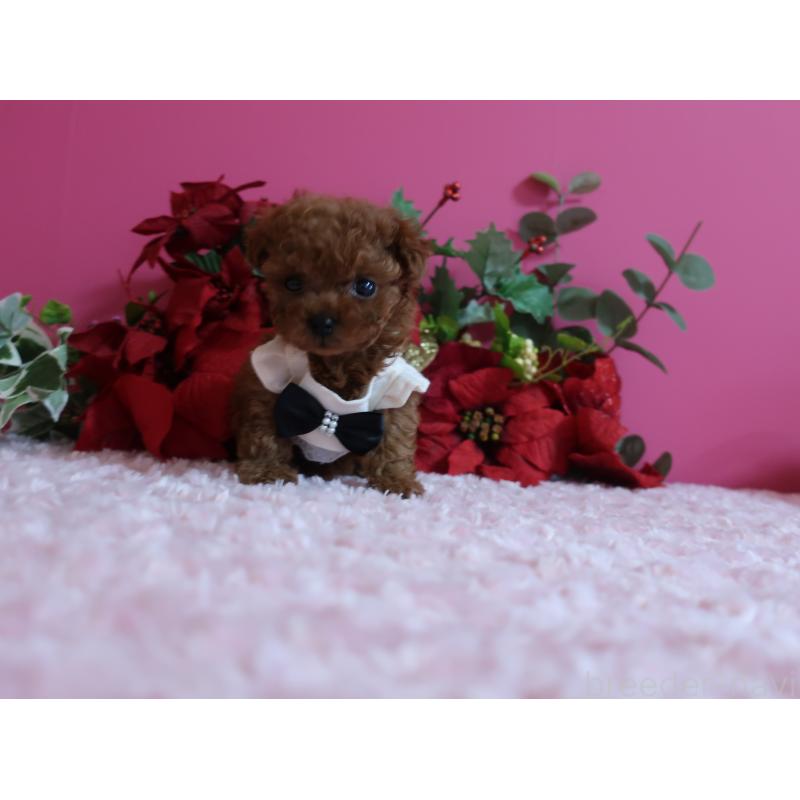 成約済の鹿児島県のティーカッププードル-429457の7枚目