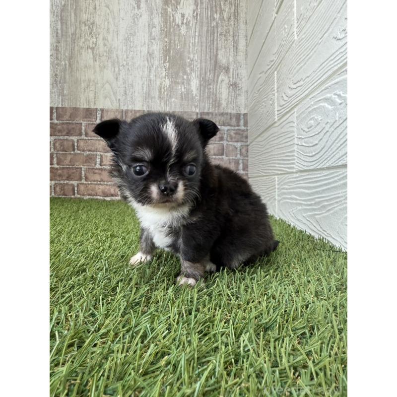 販売中の三重県のチワワ(ロングコート)-432568の3枚目