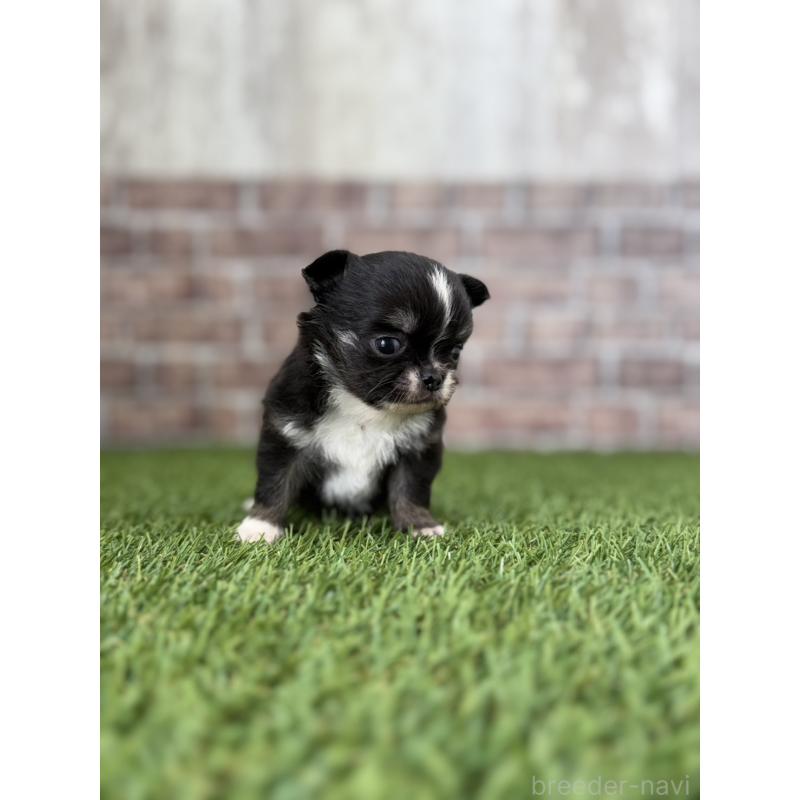 販売中の三重県のチワワ(ロングコート)-432568の2枚目