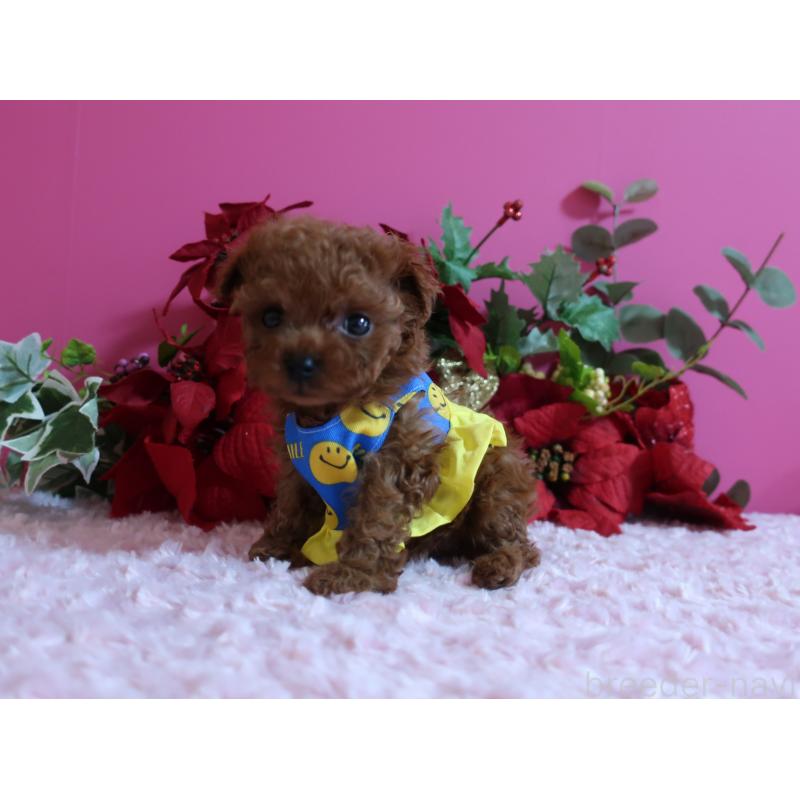 成約済の鹿児島県のティーカッププードル-429457の6枚目