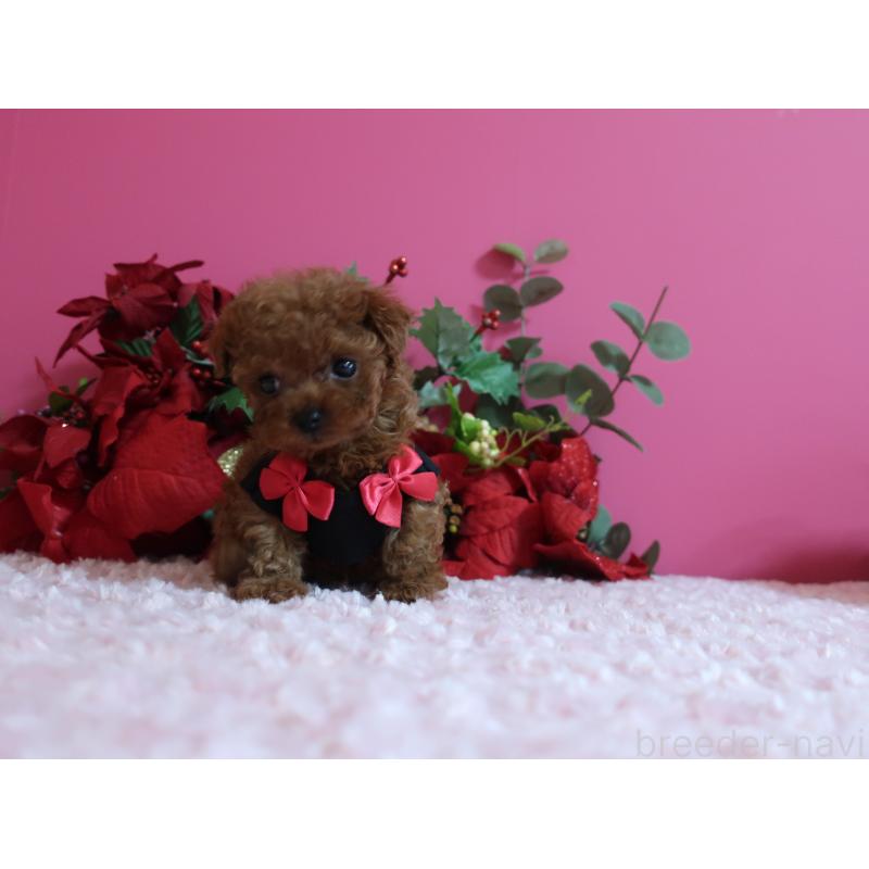 成約済の鹿児島県のティーカッププードル-429457の5枚目