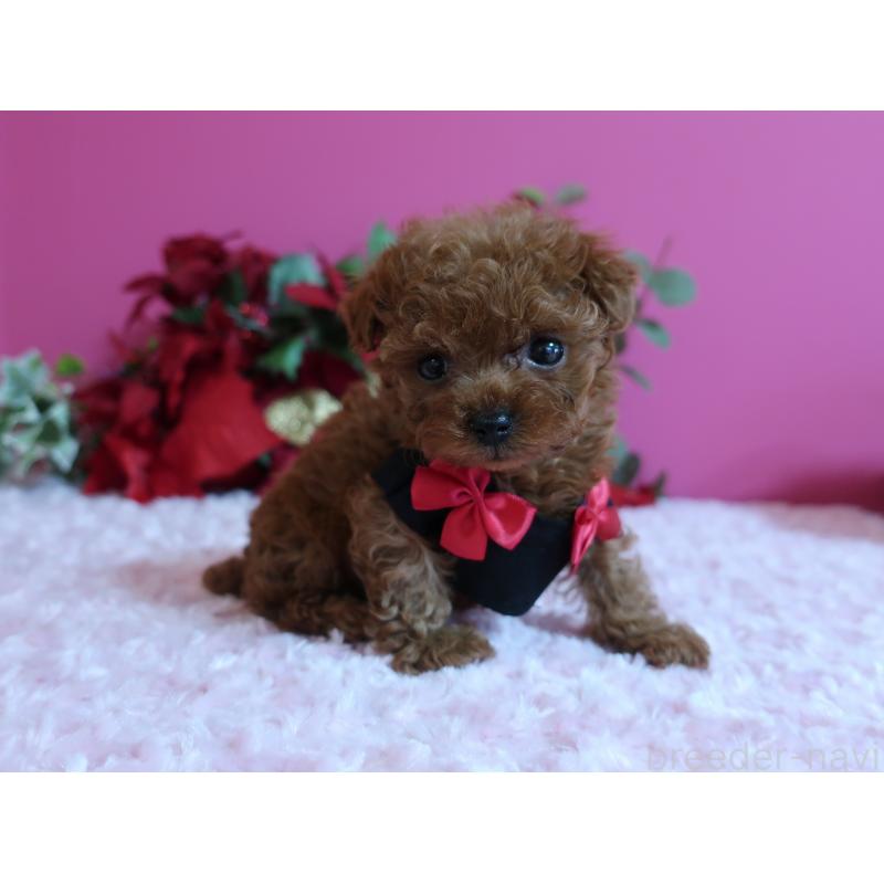 成約済の鹿児島県のティーカッププードル-429457の4枚目