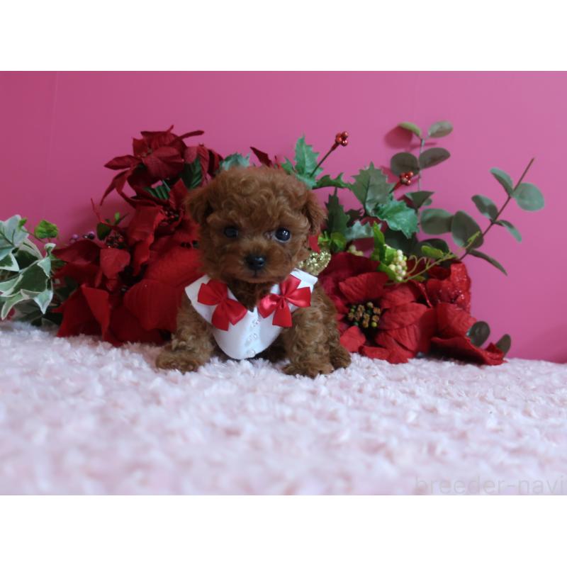 成約済の鹿児島県のティーカッププードル-429457の2枚目