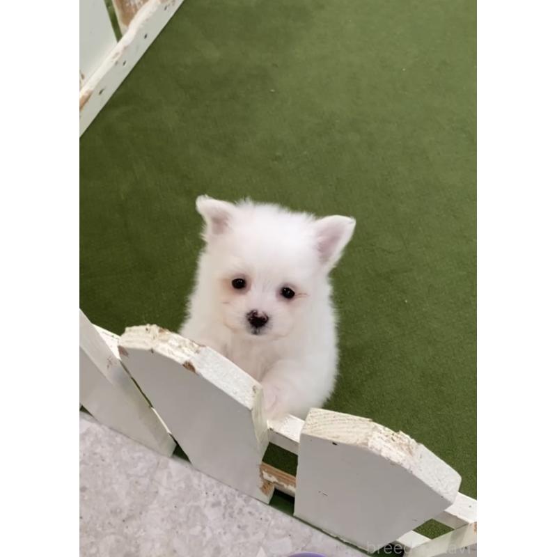 販売中の福岡県のポメマル:ポメラニアン×マルチーズ-432569の3枚目