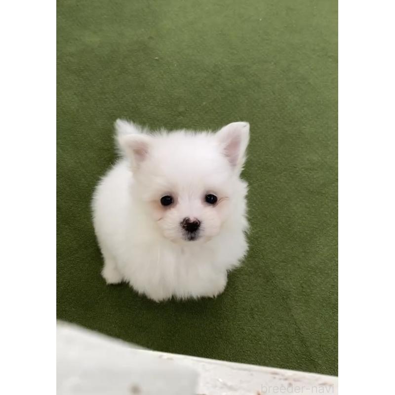 販売中の福岡県のポメマル:ポメラニアン×マルチーズ-432569の2枚目