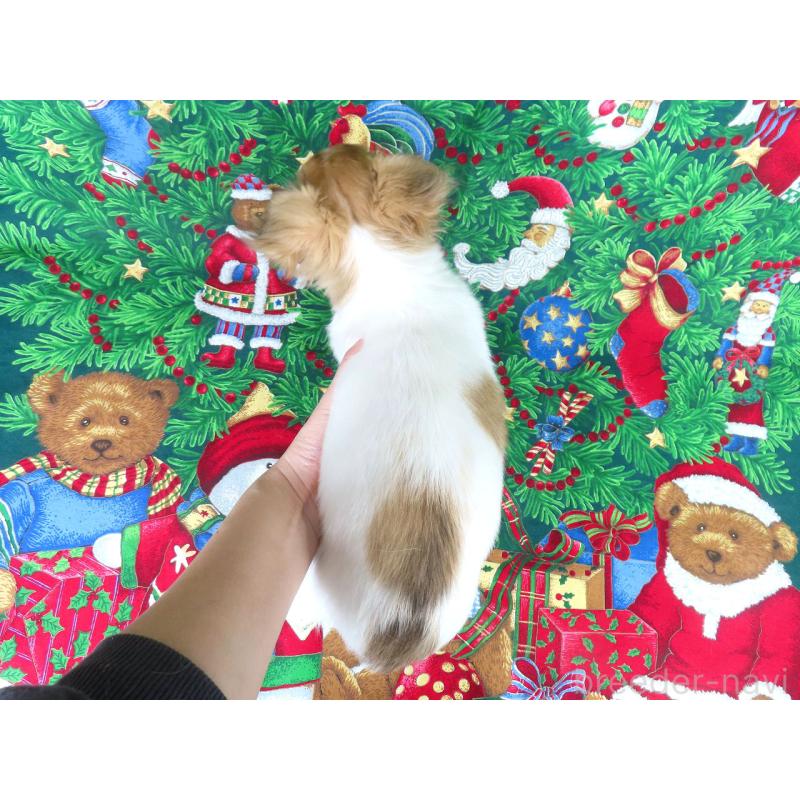 商談中の千葉県のチワワ(ロングコート)-418420の11枚目