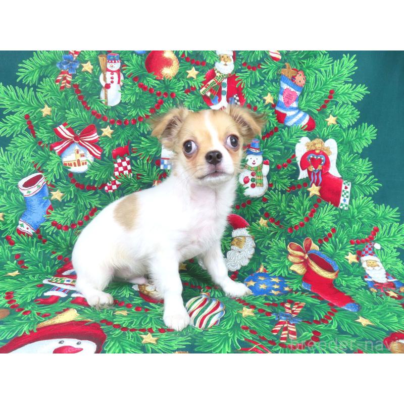 商談中の千葉県のチワワ(ロングコート)-418420の10枚目