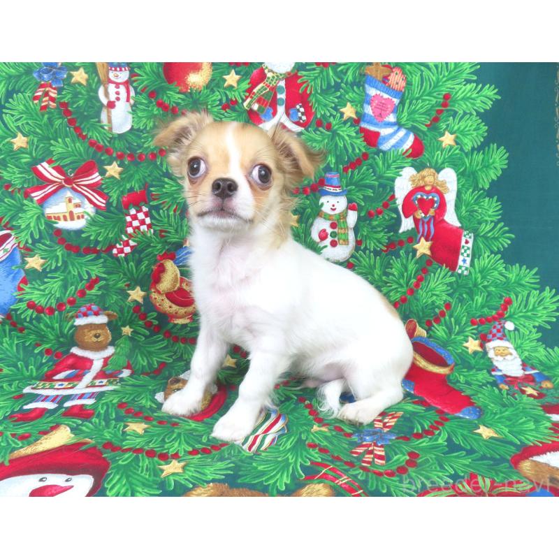 商談中の千葉県のチワワ(ロングコート)-418420の9枚目