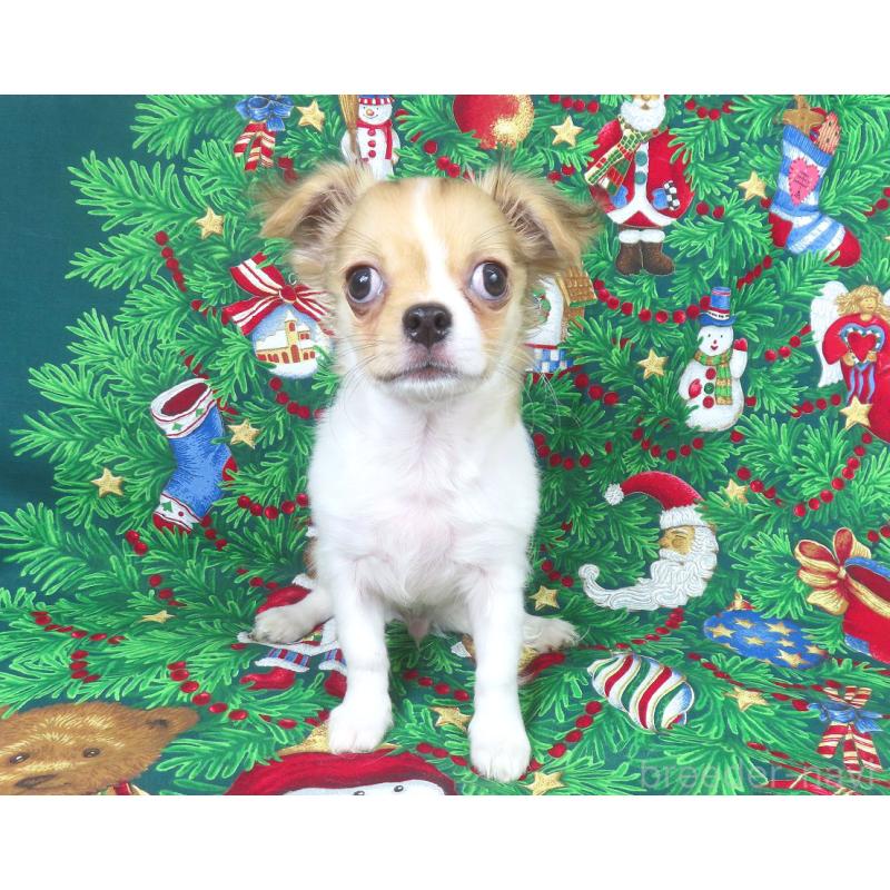 商談中の千葉県のチワワ(ロングコート)-418420の8枚目