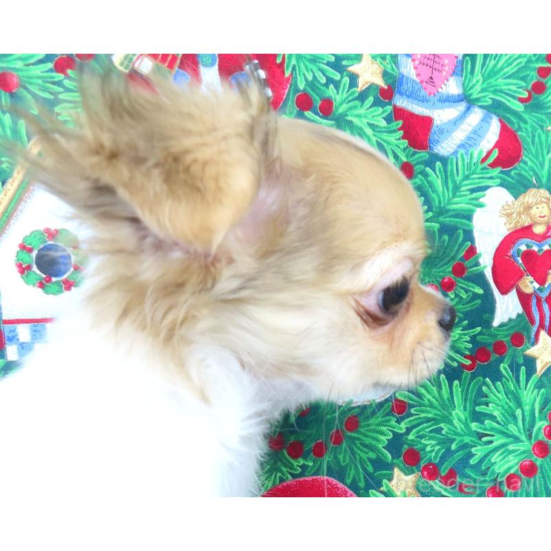 商談中の千葉県のチワワ(ロングコート)-418420の7枚目