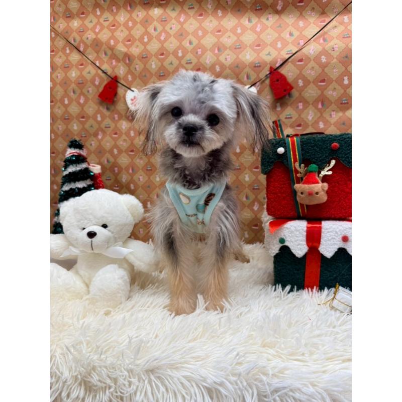 販売中の山形県のマルシーズー:マルチーズ×シーズー-397934