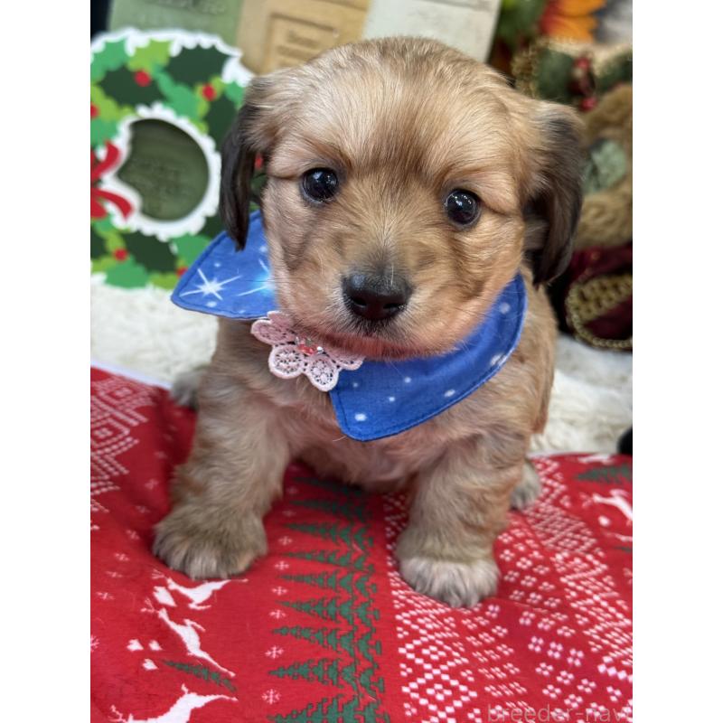 販売中の宮崎県のミックス犬-432570の9枚目