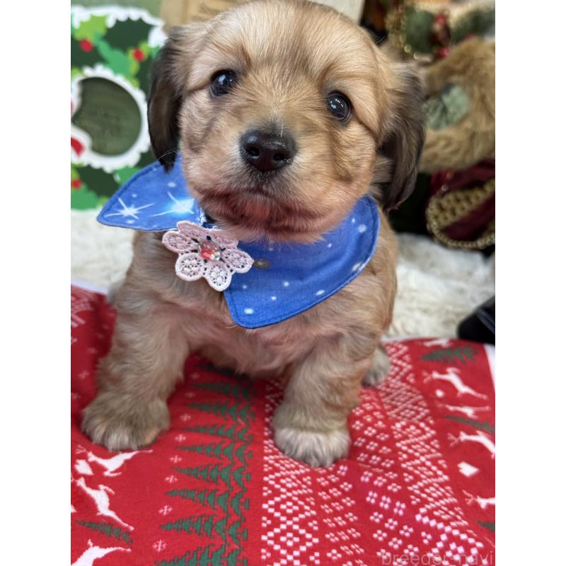 販売中の宮崎県のミックス犬-432570の8枚目