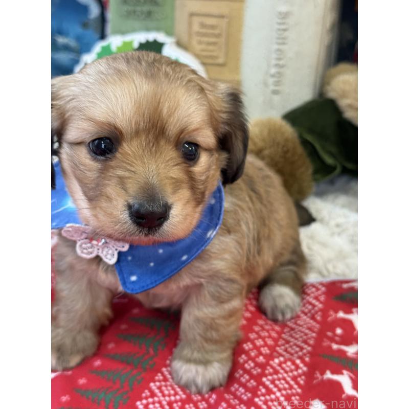 販売中の宮崎県のミックス犬-432570の7枚目