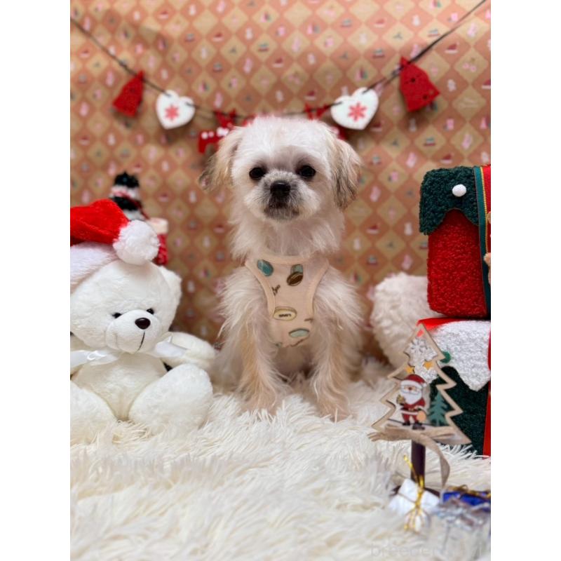 販売中ののマルシーズー:マルチーズ×シーズー-397932